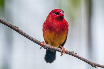 The red avadavat, red munia or strawberry finch, is a sparrow-sized bird of the family Estrildidae. It is found in the open fields and grasslands of tropical Asia and is popular as a cage bird due to 