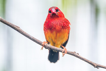 The red avadavat, red munia or strawberry finch, is a sparrow-sized bird of the family Estrildidae. It is found in the open fields and grasslands of tropical Asia and is popular as a cage bird due to 