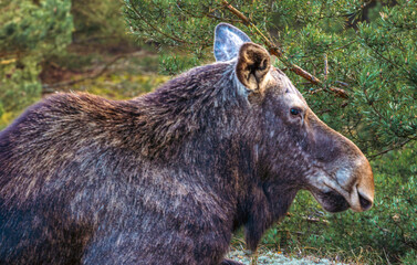 big moose on the forest