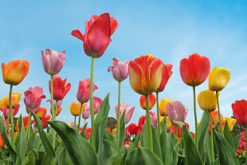 Obraz premium A colourful mix of yellow, red, and pink hybrid triumph tulips in flower.