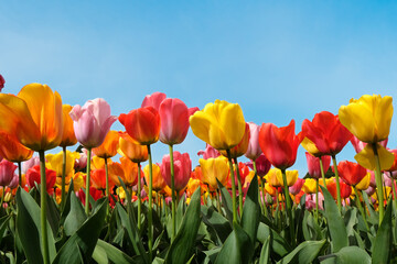 A colourful mix of yellow, red, and pink hybrid triumph tulips in flower.