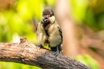 The great tit (Parus major) is a small passerine bird in the tit family Paridae