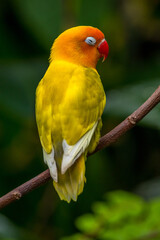 A lovebird (Agapornis) is a type of parrot. There are nine species. They are a social and affectionate small parrot.