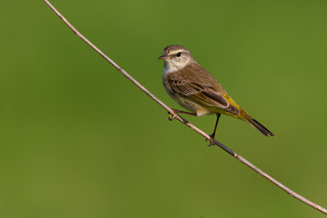 Obraz premium Palm Warbler