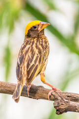 The streaked weaver (Ploceus manyar) is a species of weaver bird found in South Asia and South-east Asia