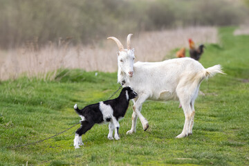 Obraz na płótnie Canvas A female goat with its Kid stands on the green grass. A female white fur goat with a black and white fur kid plays together on the green grass on a sunny spring day.