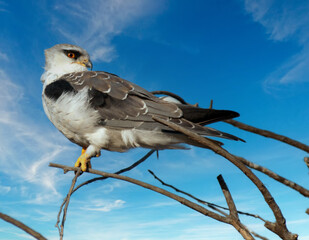 Black - shouldered kite, photographed in South Africa.