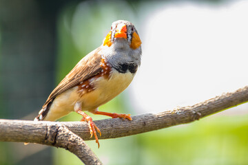 The zebra finches are two species of estrildid finch in the genus Taeniopygia found in Australia and Indonesia.