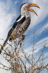 Southern yellow-billed hornbill, photographed in South Africa.