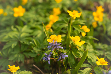 yellow anemones flowers, photograph