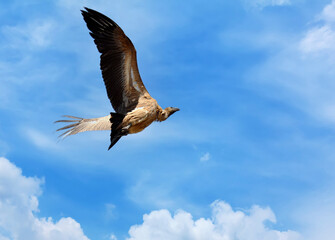 A vulture in flight against a blue sky.  Photographed in South Africa.