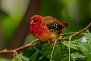 The red avadavat, red munia or strawberry finch, is a sparrow-sized bird of the family Estrildidae. It is found in the open fields and grasslands of tropical Asia and is popular as a cage bird due to 