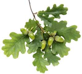 an oak branch with leaves and acorns, carved from the background. isolate. green oak leaf.