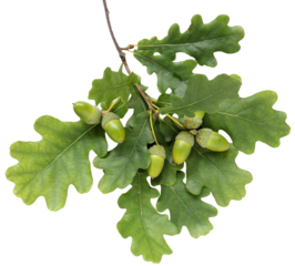 an oak branch with leaves and acorns, carved from the background. isolate. green oak leaf.