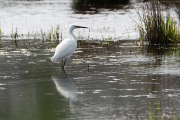Jolie Aigrette en bord de mer - Bretagne France