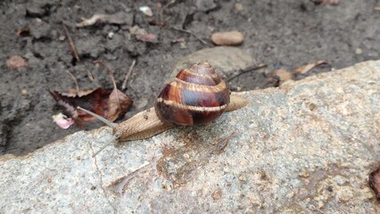 Snail crawls in the garden after the rain
