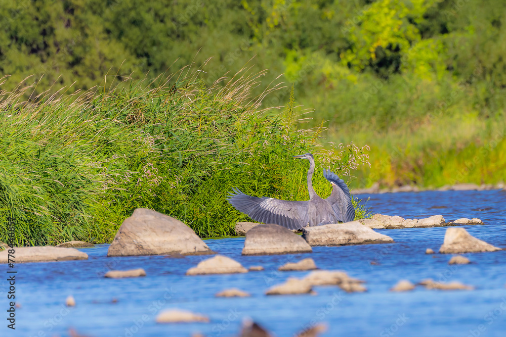 Poster Great blue heron (Ardea herodias) on the river