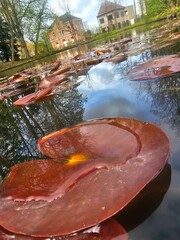 the river in the park