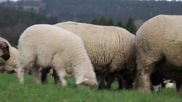 Schafe freiland auf einer Wiese	