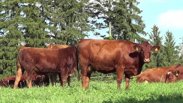 Braunvieh in Deutschland. Gl&uuml;ckliche K&uuml;he auf der Wiese