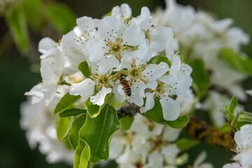 Streuobstblüte