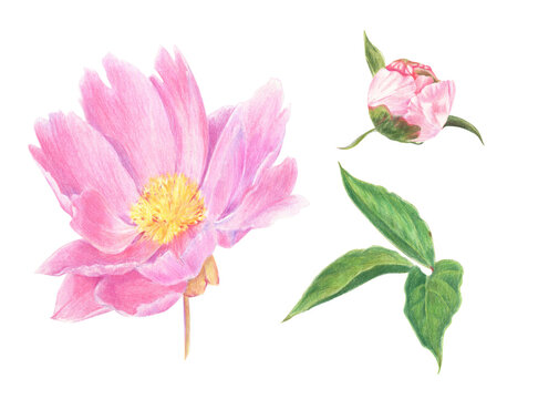 A set of peony flowers and leaves drawn with colored pencils. Floral elements isolated on white background. For elegant summer and wedding projects, print creations and vintage style decorations.