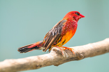 The red avadavat, red munia or strawberry finch, is a sparrow-sized bird of the family Estrildidae. It is found in the open fields and grasslands of tropical Asia and is popular as a cage bird due to 