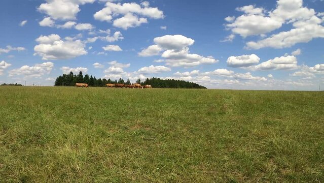 K&uuml;he auf der Wiese laufen am Horizont	