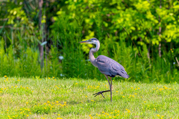Great blue heron (Ardea herodias) 