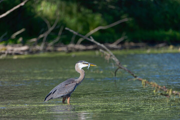 Fototapeta premium Great Blue Heron (Ardea herodias) is the largest American heron 