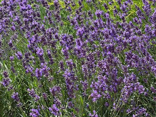 Lavender flowers herbs in field.