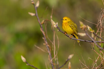 Yellow Warbler