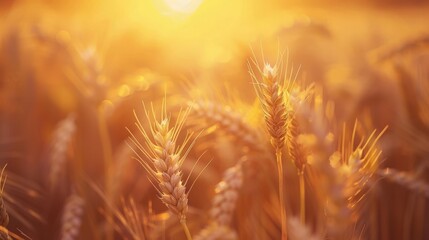 Close-Up of Wheat Field With Sun in Background - obrazy, fototapety, plakaty