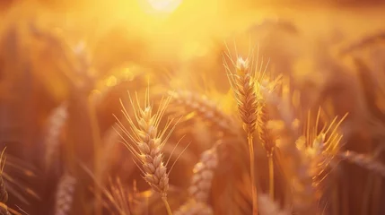 Fototapeten Close-Up of Wheat Field With Sun in Background © BrandwayArt