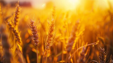 Close Up of a Field of Wheat