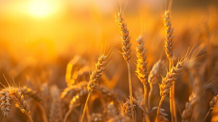 Obraz premium Wheat Field With Setting Sun
