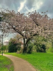 Magnificent blossom tree next to the footpath