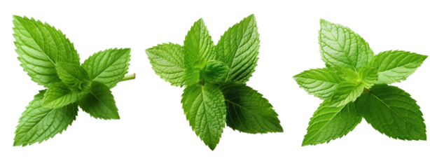 Set of mint leaf isolate on transparent background