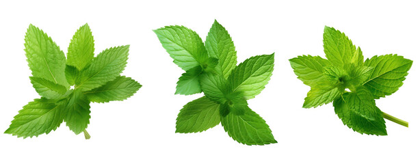 Set of mint leaf isolate on transparent background
