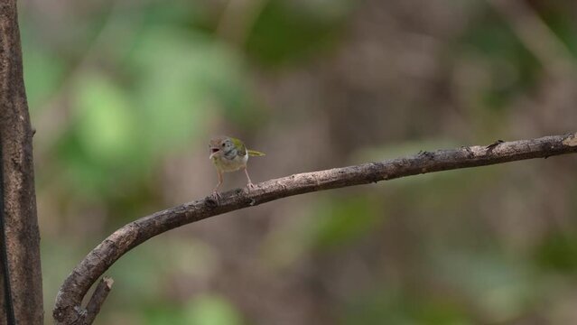 Common Tailorbird(Orthotomus sutorius) on branch birdwatching in the forest.