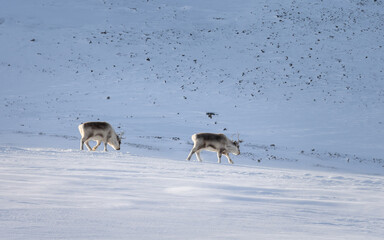 Svalbard reindeer walking in a snowy landscape