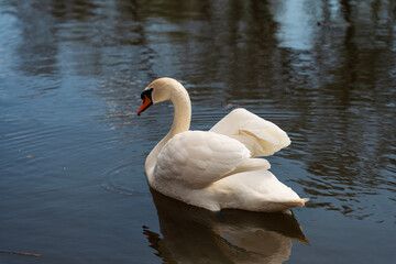 Swan on lake
