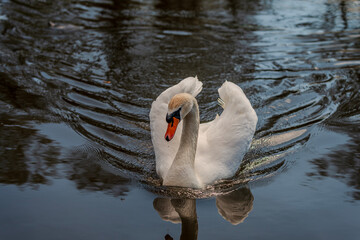 Swan on lake
