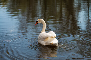 Swan on lake