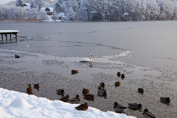 A bitterly cold day (-20C) in Trakai, Lithuania. The ice is freezing over, leaving no space for...