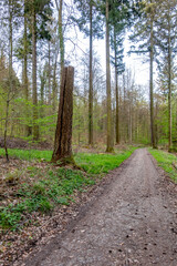 Fototapeta na wymiar Frisch gefällte Bäume im Mischwald