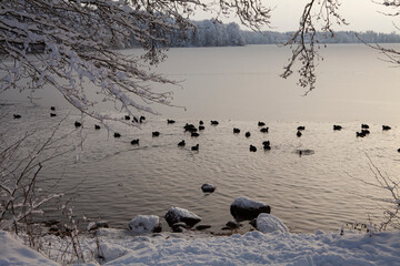 A bitterly cold day (-20C) in Trakai, Lithuania. The ice is freezing over, leaving no space for wildfowl - swans and ducks. By evening, they will all fly away to unfrozen rivers...