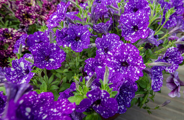 Petunia plant with white and lilac flowers, Petunia exserta, Surfinia. Toning. Beautiful decorative plants bloom. growing, growing plants