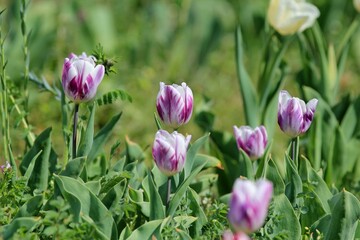 Multicolored tulips in a flower bed on a blurred background