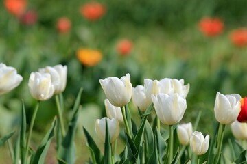 Multicolored tulips in a flower bed on a blurred background
